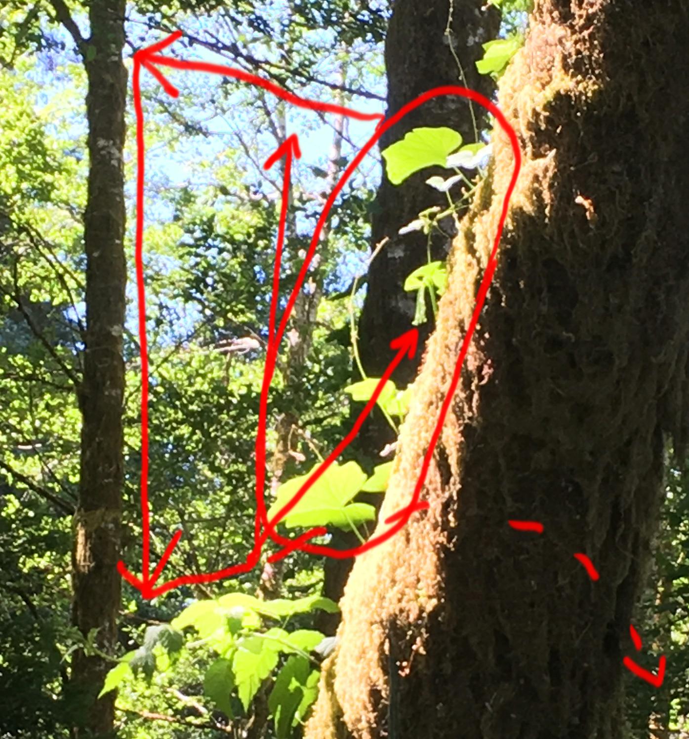 pattern of viewing.jpg