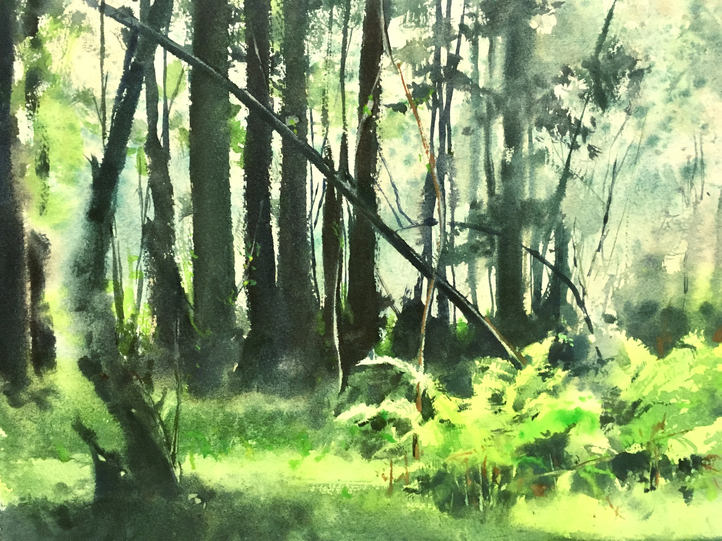 Ferny Grove, Navarro River State Park