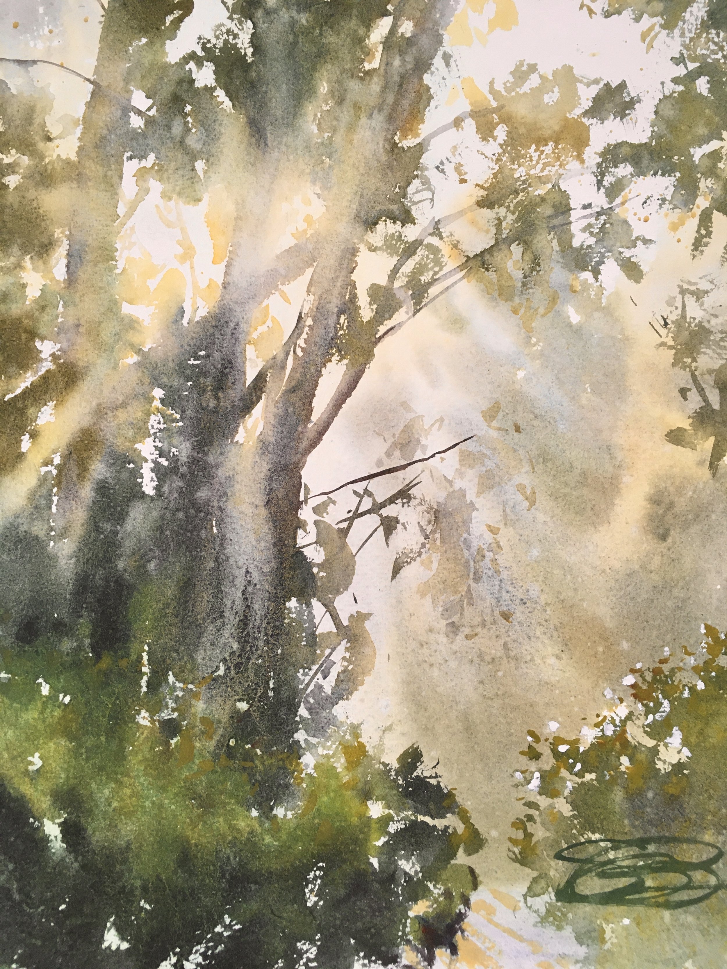 Eucalyptus in the Fog