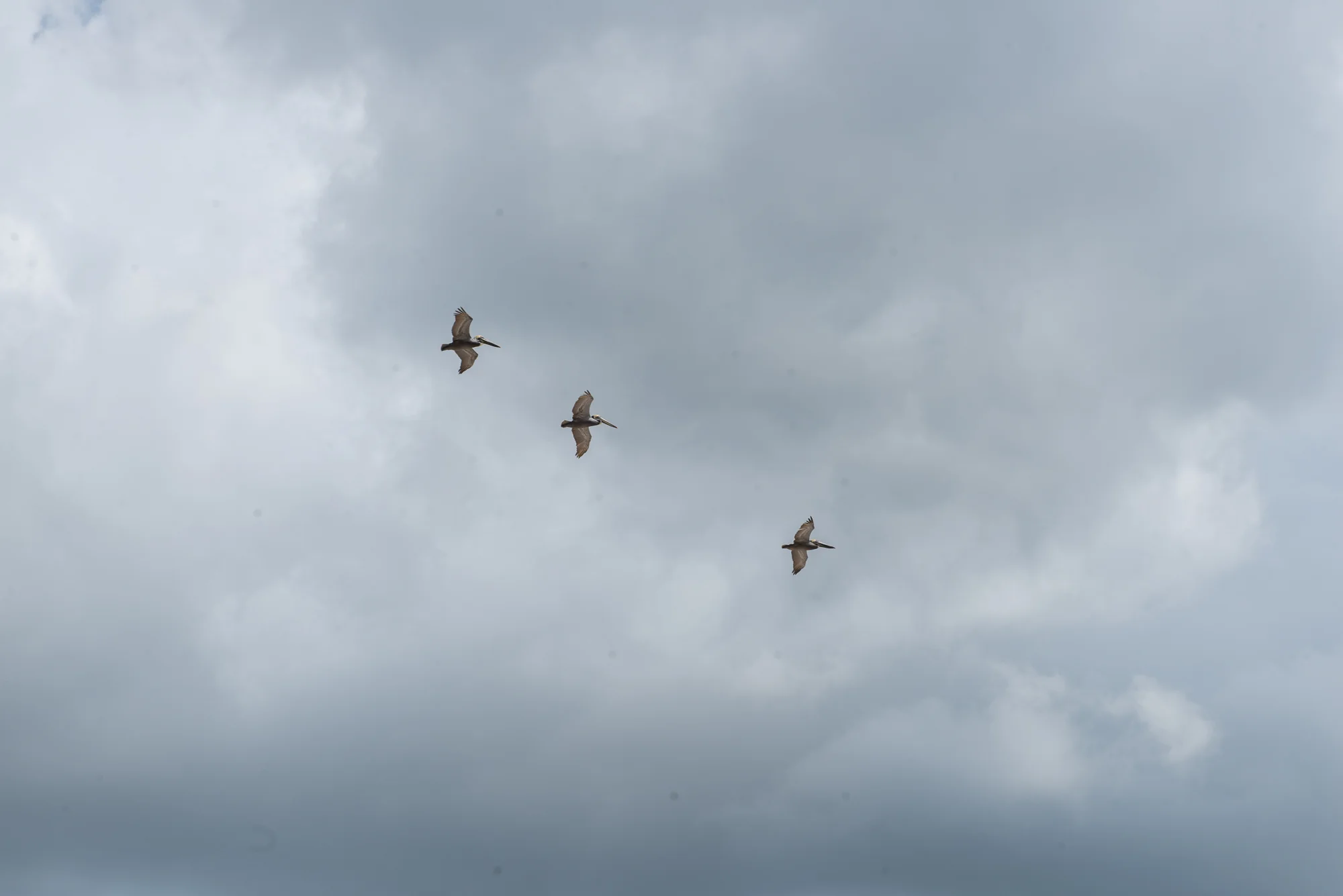 DSC_4251.jpg
