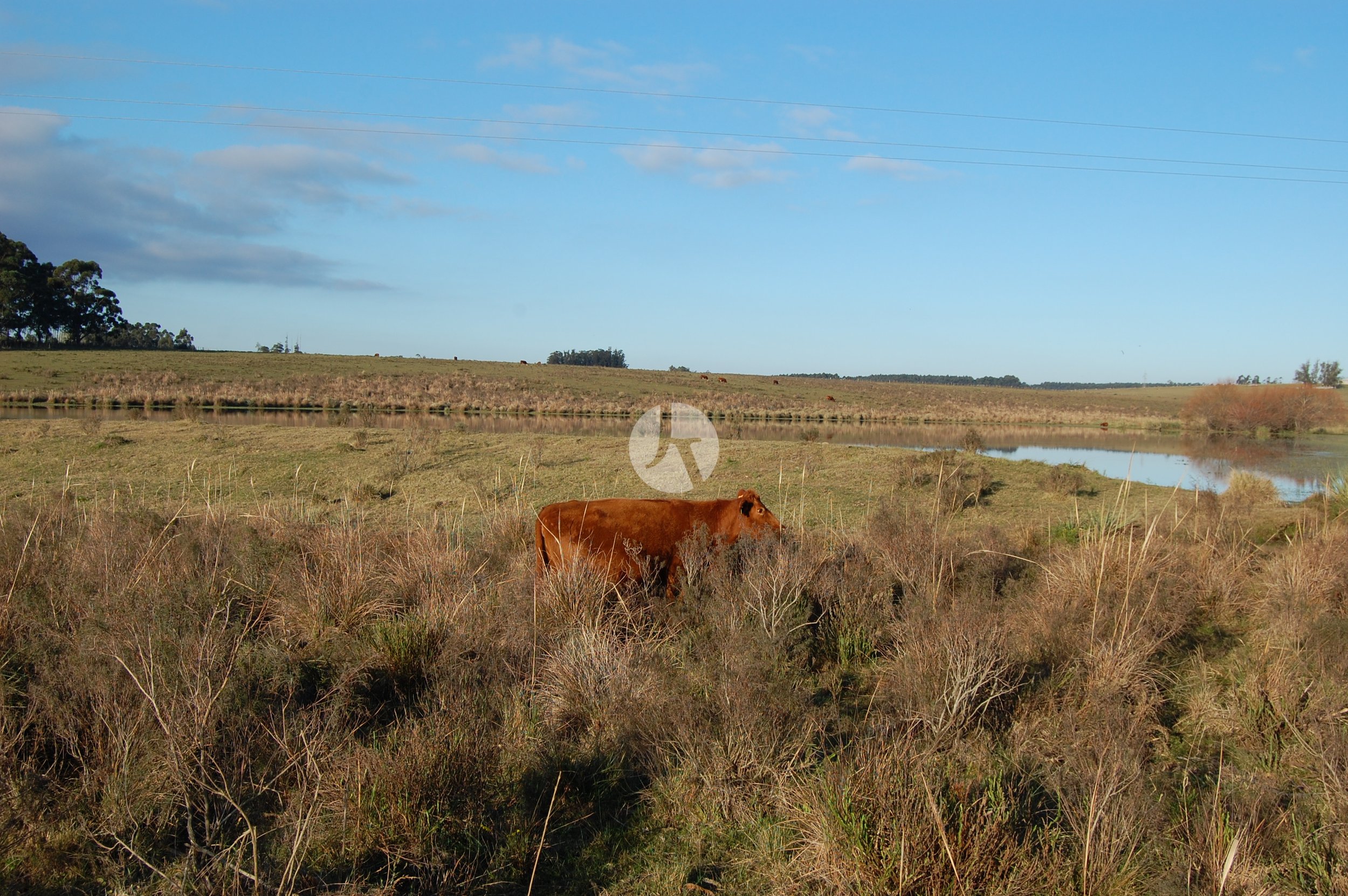 DSC_0056-watermarked.JPG
