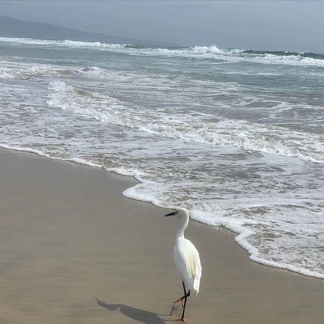 Happy #worldoceansday 
My #Happyplace 
#NoWhereI'dRatherBe #Ocean #Beach #Surf #Surfing #Waves #Waves #Nature #Birds #Unique #Love #Joy #Happiness #Peace #Peaceful #Restorative #Healing #HealingHumanity #Grateful #Blessed #Southern #California #Manha