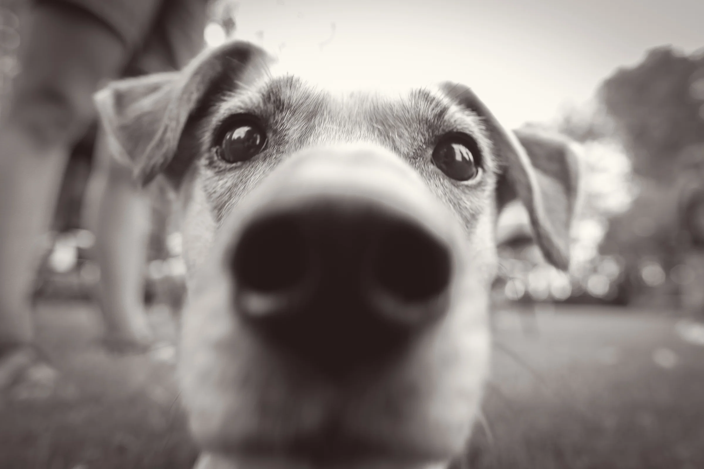 pup-1.jpg