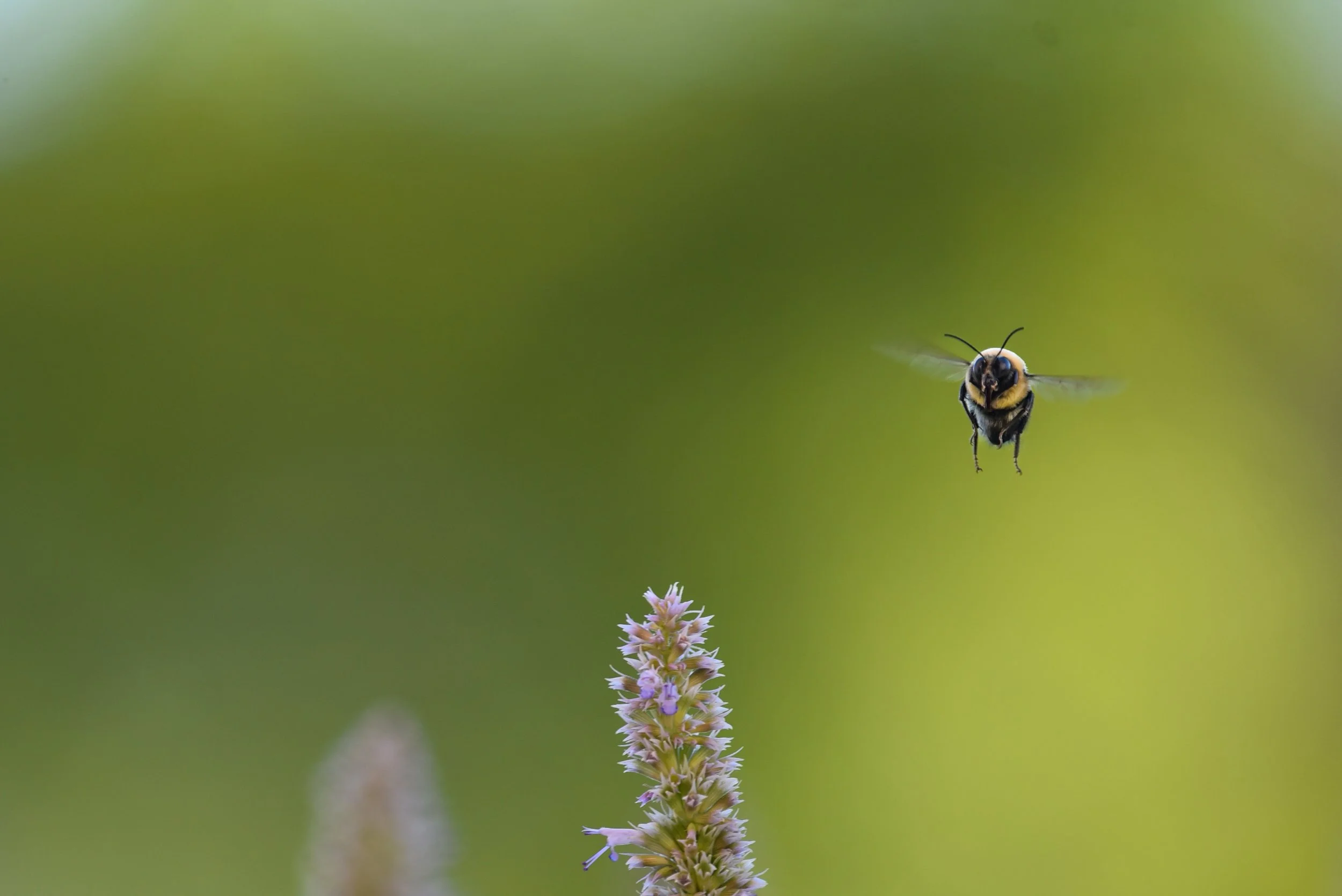 bumblebee flying to flower for my website.jpg