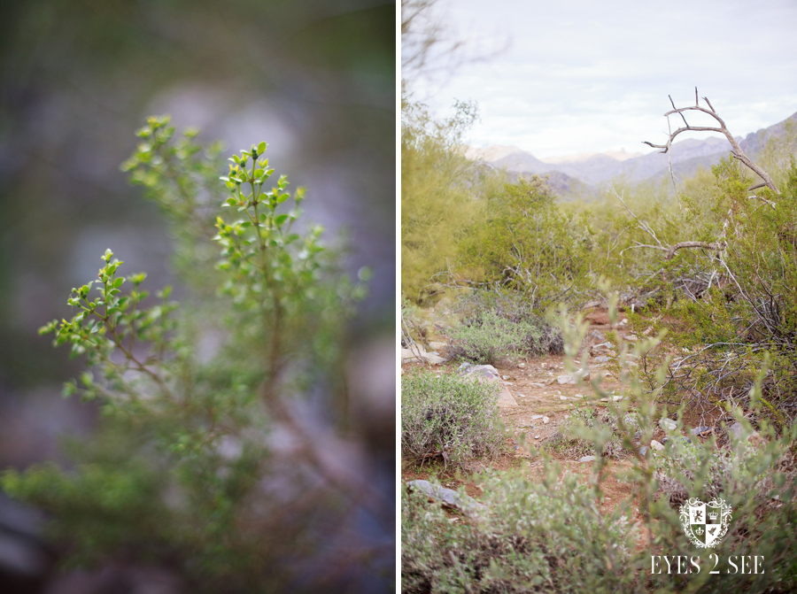 AZ Scottsdale Maternity Portrait Photography