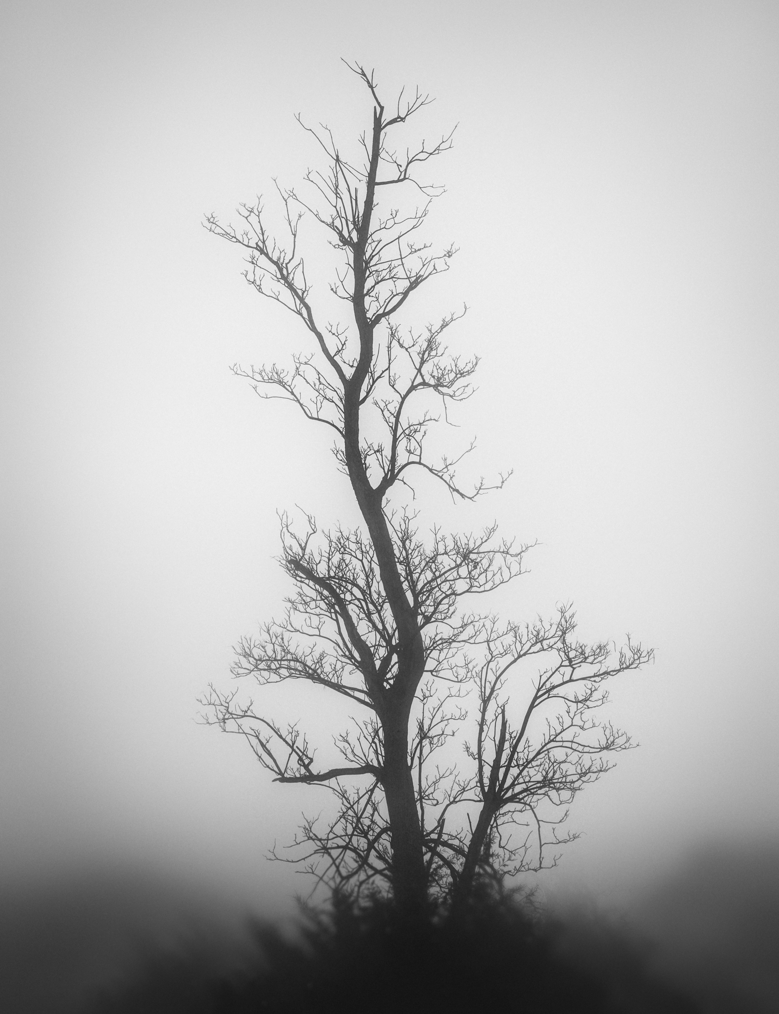 single tree (1 of 1).jpg