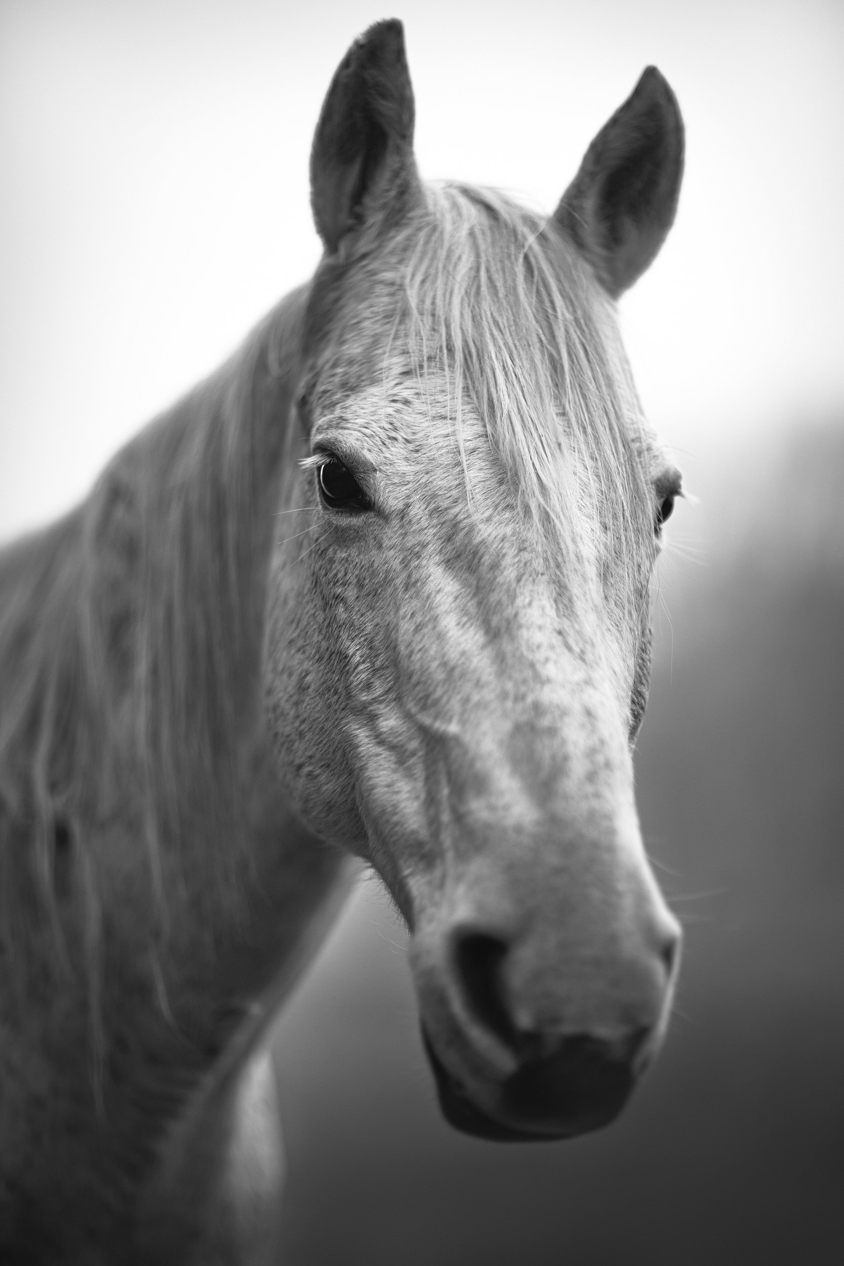 whitehorse-4.jpg