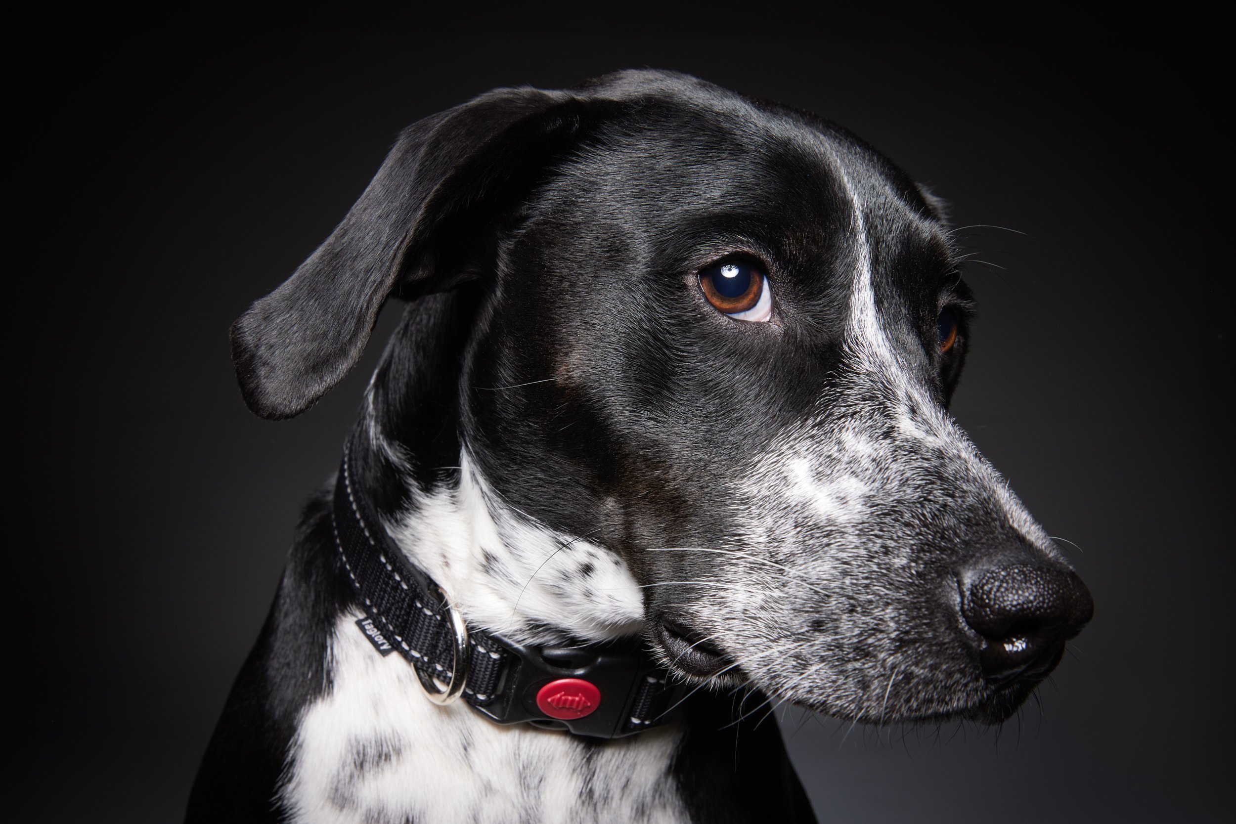 josey wales dog portraits (3 of 6).jpg