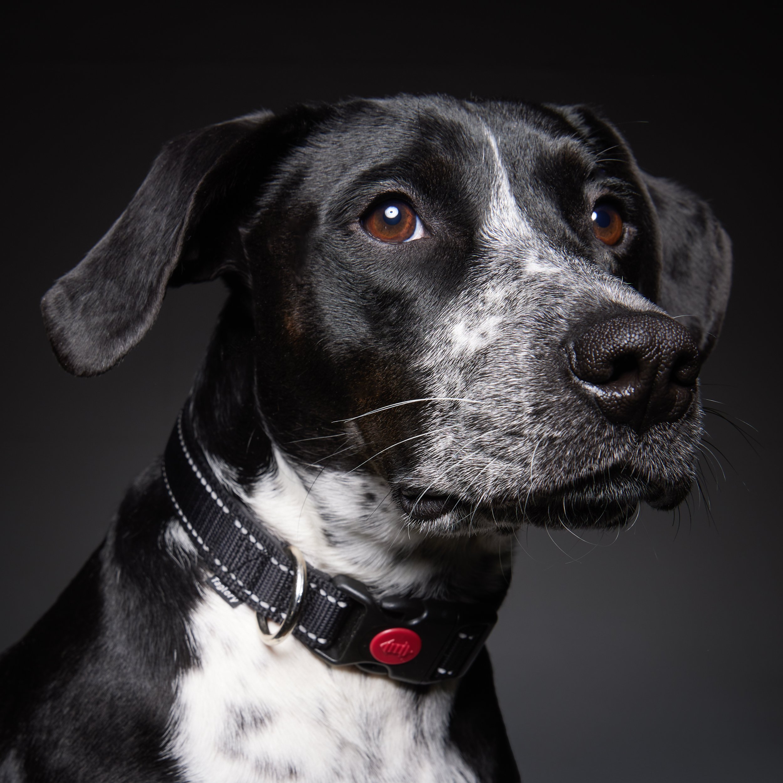 josey wales dog portraits (4 of 6).jpg