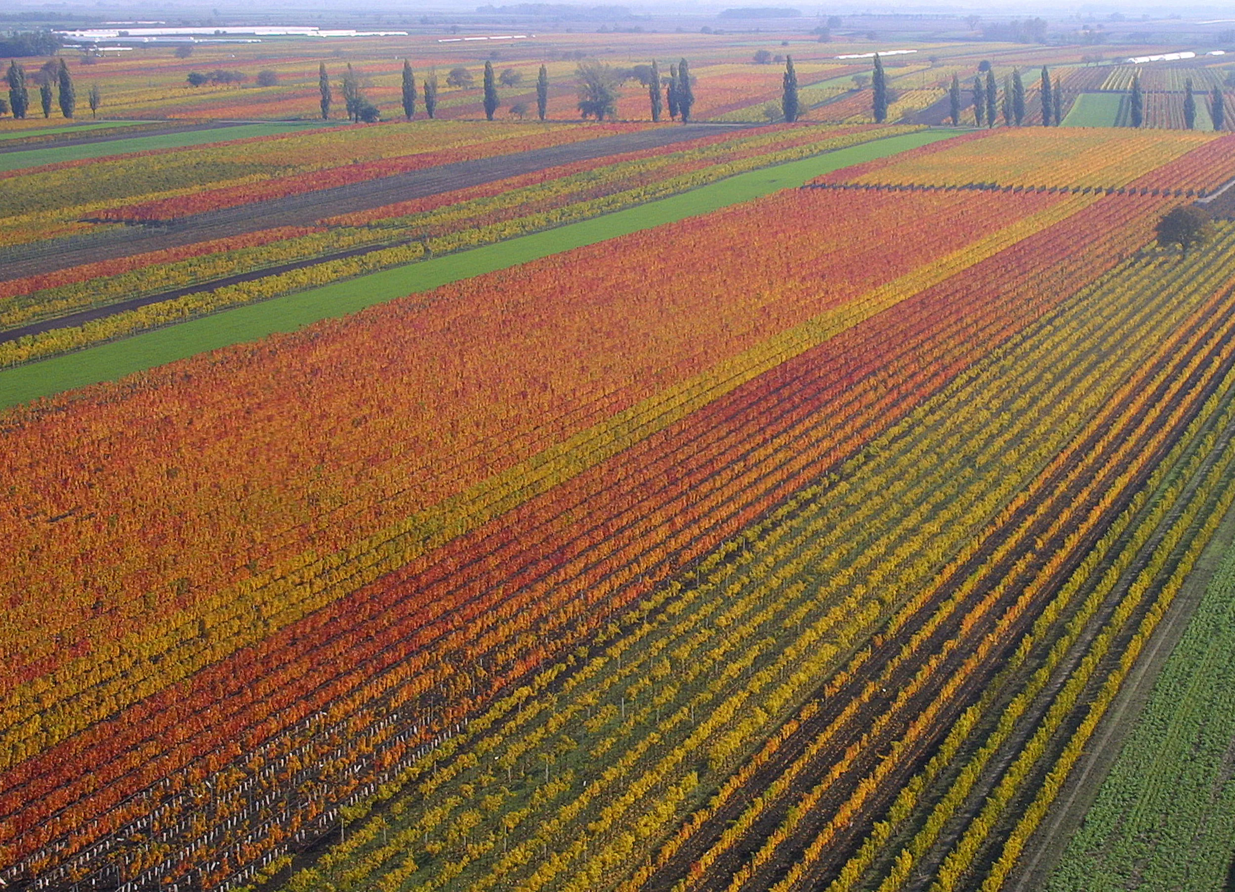 © Burgenland Tourismus / Christian Teske