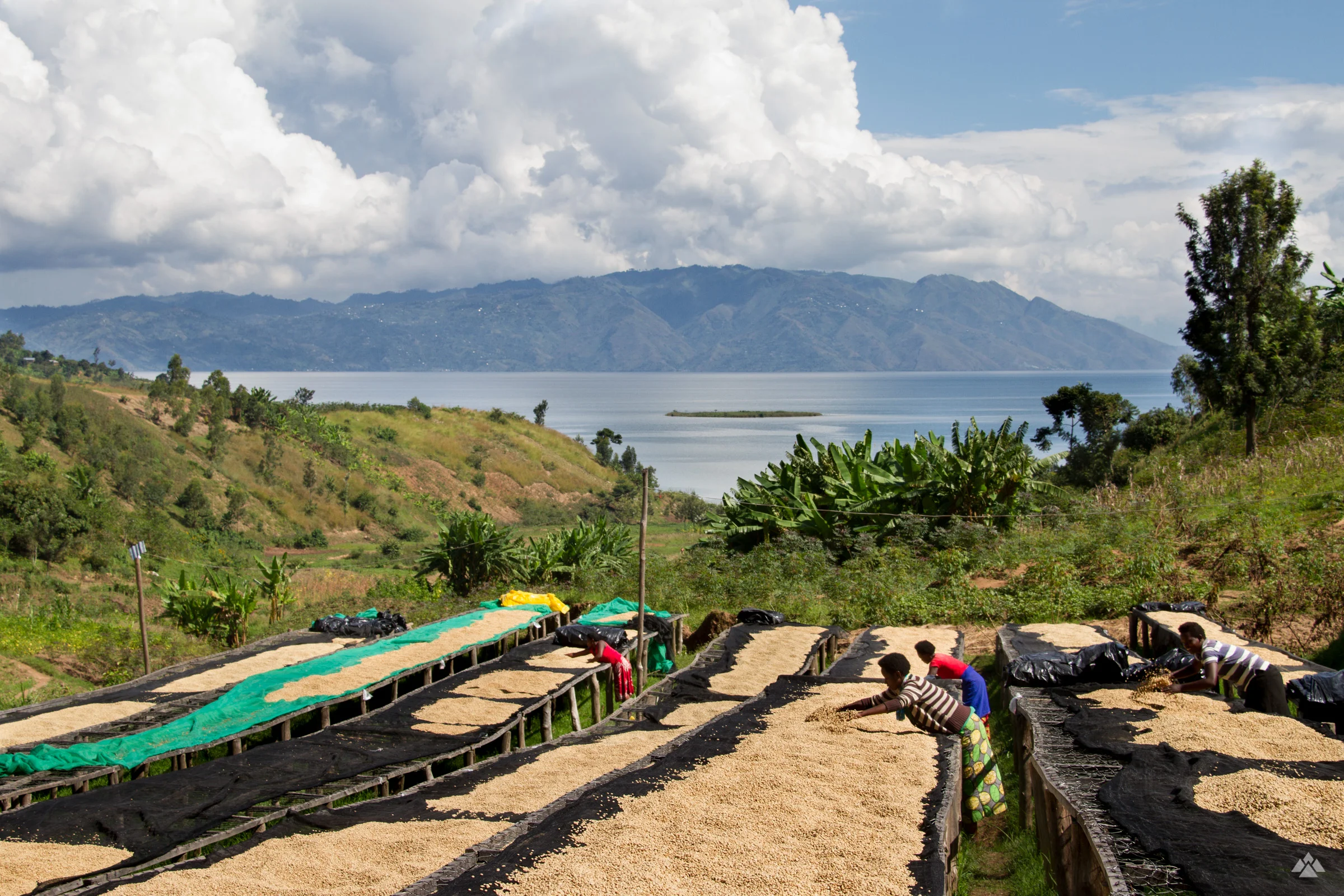 Views from the top of the drying beds at Gisheke, overlooking Lake Kivu.