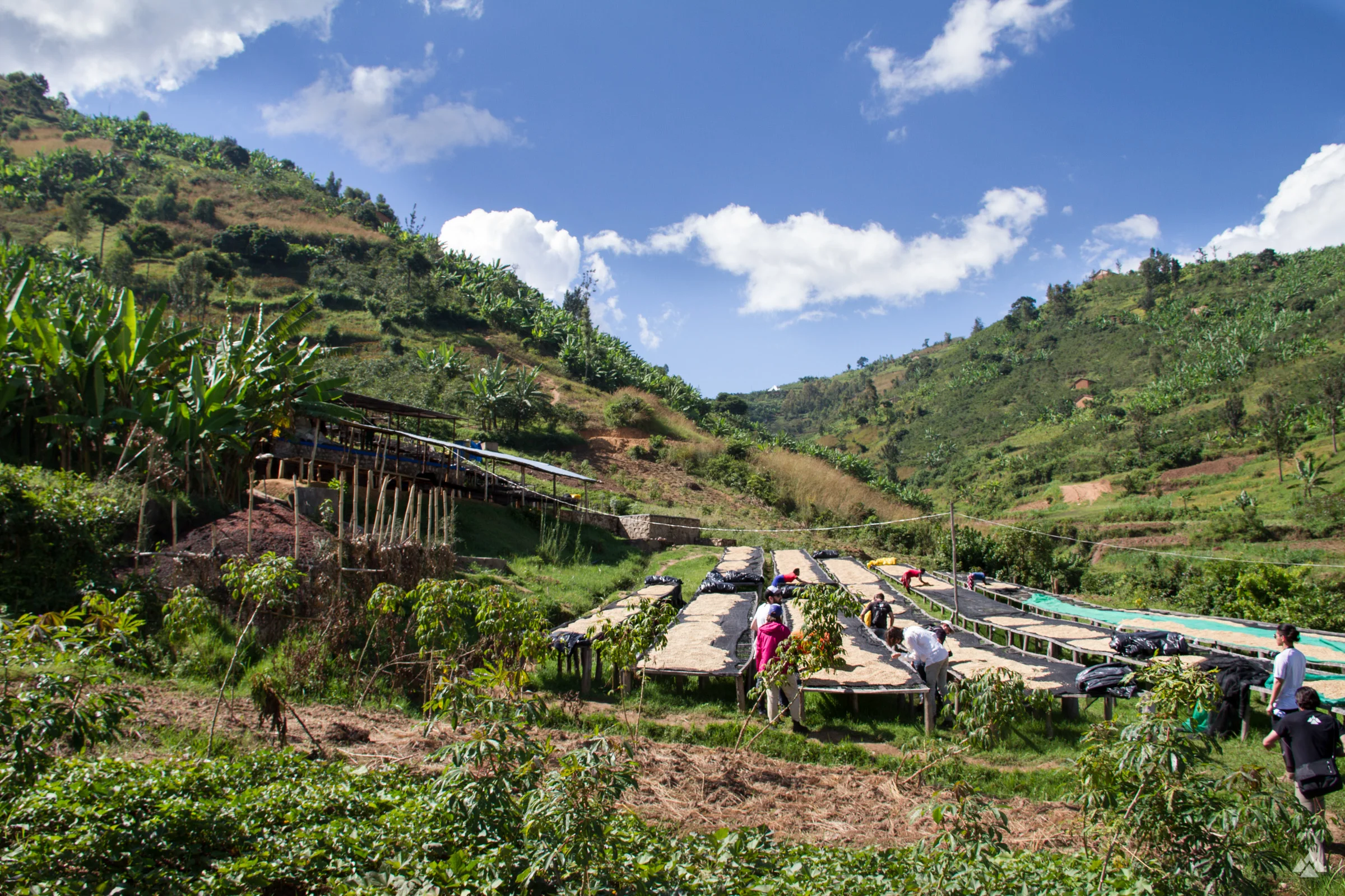 Gisheke coffee washing station.