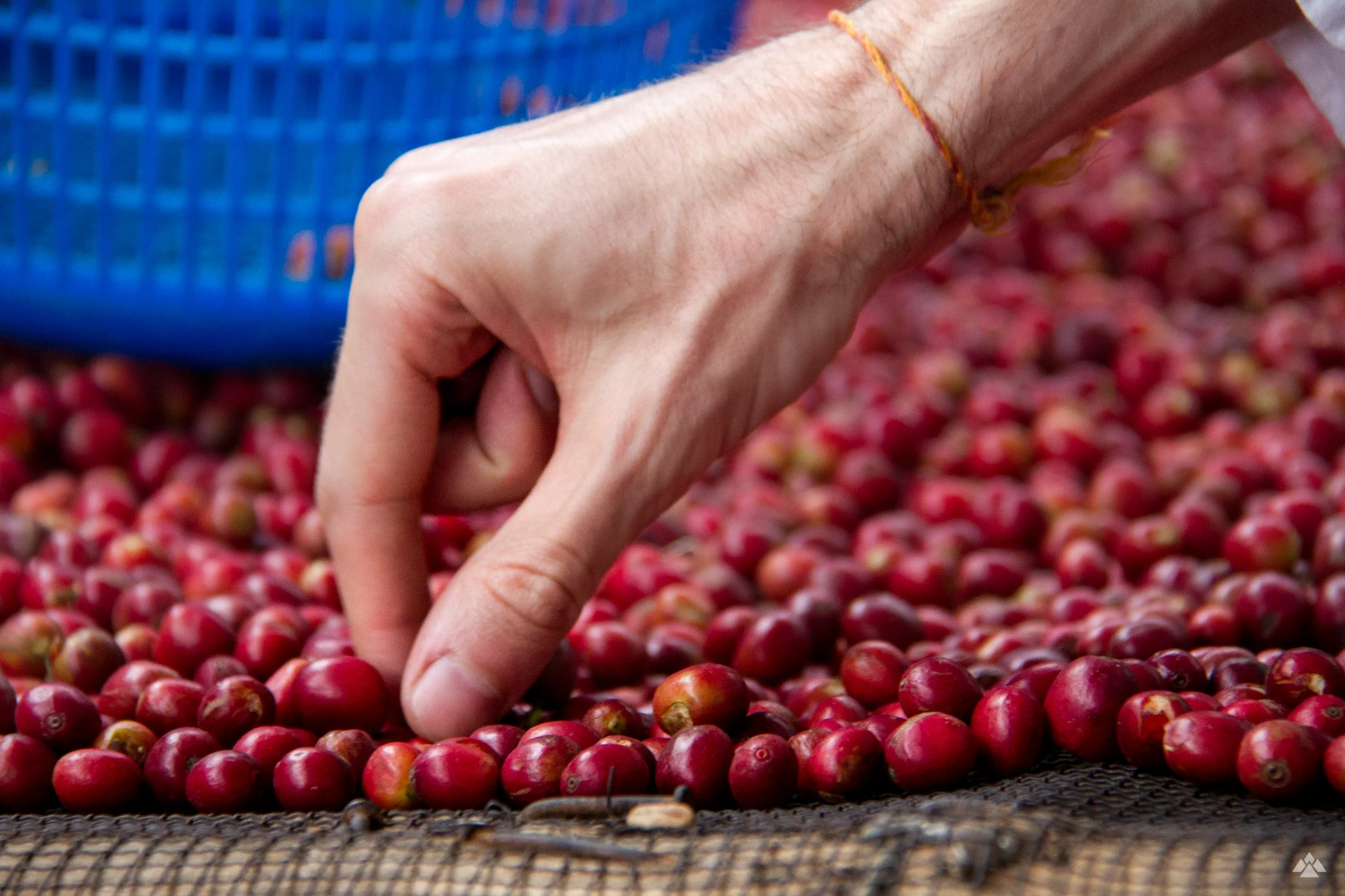 Hand selection of our small contribution to the day’s harvest