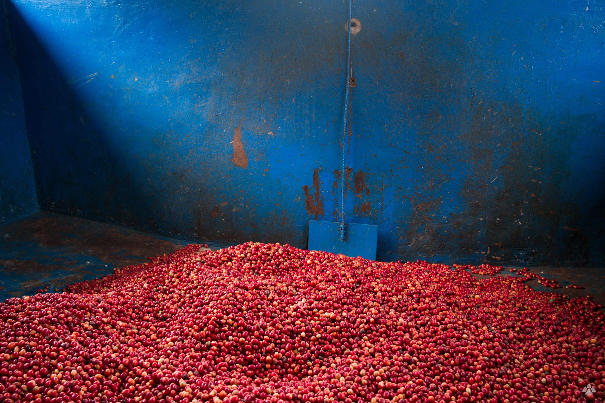 A recently delivered lot from a local producer, ready for processing