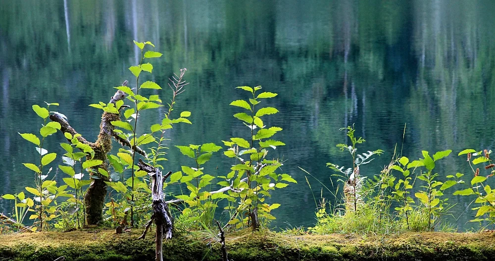 New life coming from dead wood at the shore of Cameron Lake, MacMillan Provincial Park.