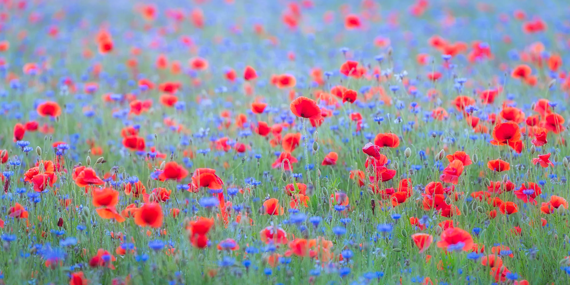 This image was made back during the height of summer last year. It turned out to be a pivotal photograph for me, because it was the first time that I really used my immediate surroundings as a subject matter. I live in the city center of Berlin and subjects for nature or landscape photography are not easy to find. The vicinity of the city is a patchwork of fields, settlements, forests, and lakes and somehow beautiful, but hard to photograph with a wide angle approach. This brilliant field with poppies and cornflower made me forget about the mediocre backdrop. For an hour I was in heaven as the setting sun illuminated the flowers. I chose to compose it with a shallow depth of field, into the sun for back-light on the blossoms and excluding the sky.