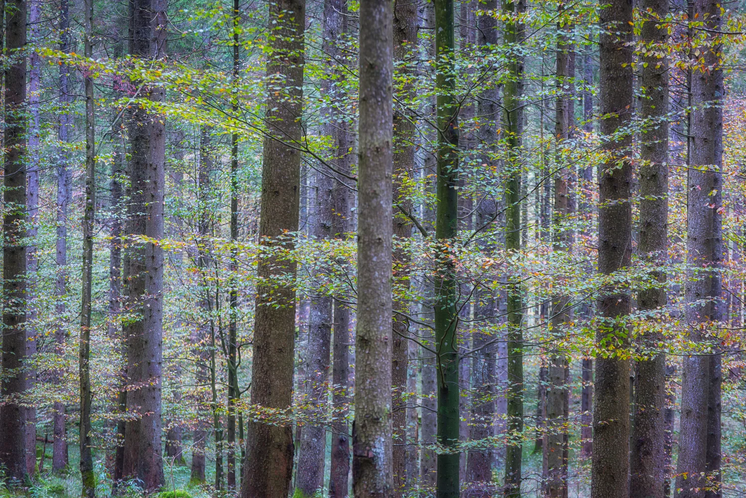 I am on my way out of the forest after shooting the sunset at the spectacular Upper Langbathsee, a lake nestled into dramatic mountains in Upper Austria. Dusk came swift and I was completely alone following the faint path to the parking lot. Somehow, it's in those moments of fleeting light, of isolation and quietude that I feel the most creative. I suspect that virtually everybody would have walk past these patch of pine and beech trees that transformed into an impressionistic painting in my head. Shooting a forest scene at the end of twilight with a long lens I rather unusual too, I guess. But I have a feeling that this photograph will be among my favorites for a long long time.