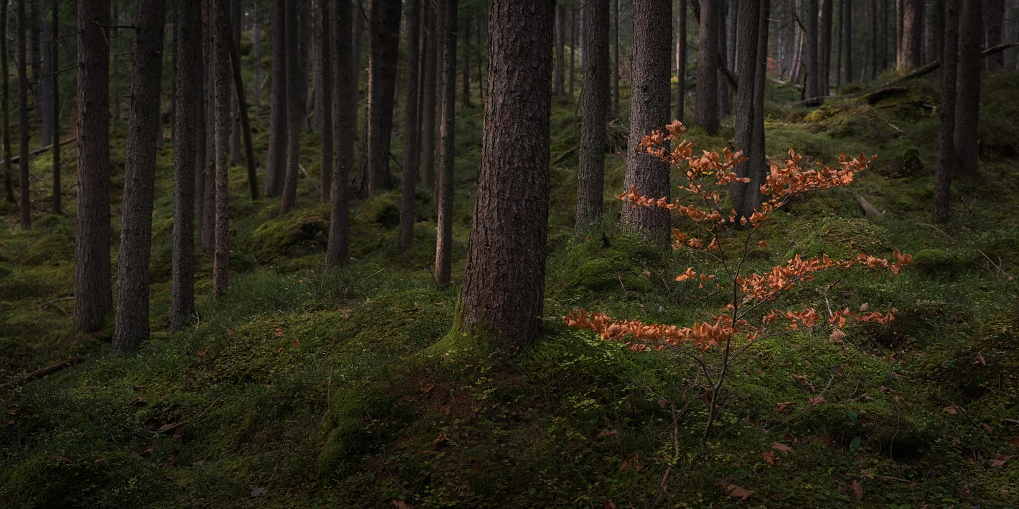 I have an unofficial project underway, although I never really started it. The goal is to portrait a special species of trees, the European Beech (fagus sylvatica) in all its shapes, stages, and ecosystems across central Europe. It's an elegant, graceful and impressive species that grows in a lot of different environments. So this photo of a young beech tree within a pine forest in the Bavarian Alps is another facet of my beech kaleidoscope.