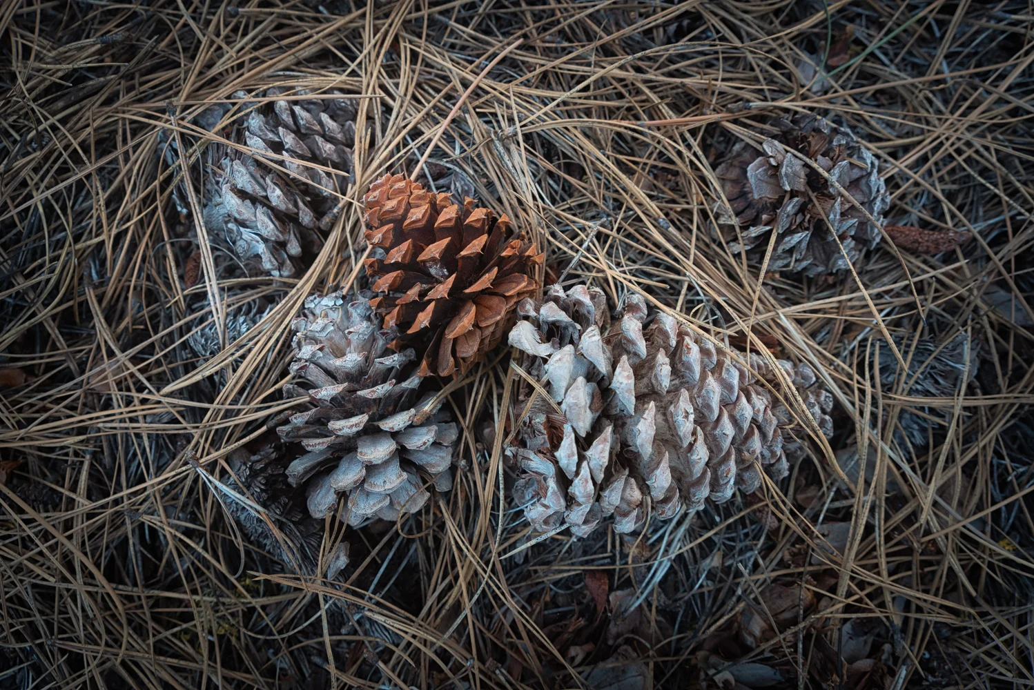 Beauty between the boots in Lassen Volcanic National Park