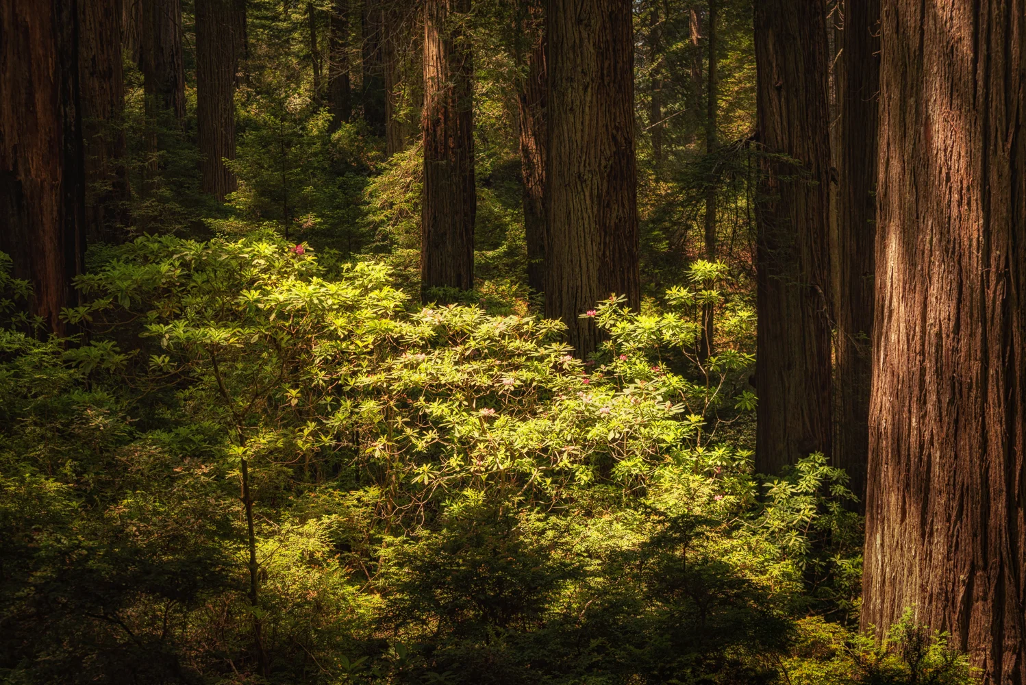 The rhododendrons of the Redwood Forests in filtered, yet direct light in the Del Norte Coast Redwood State Park.