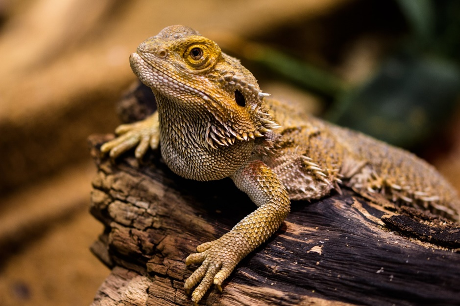 Research shows that your customer’s decision-making power might be similar to a lizard’s.