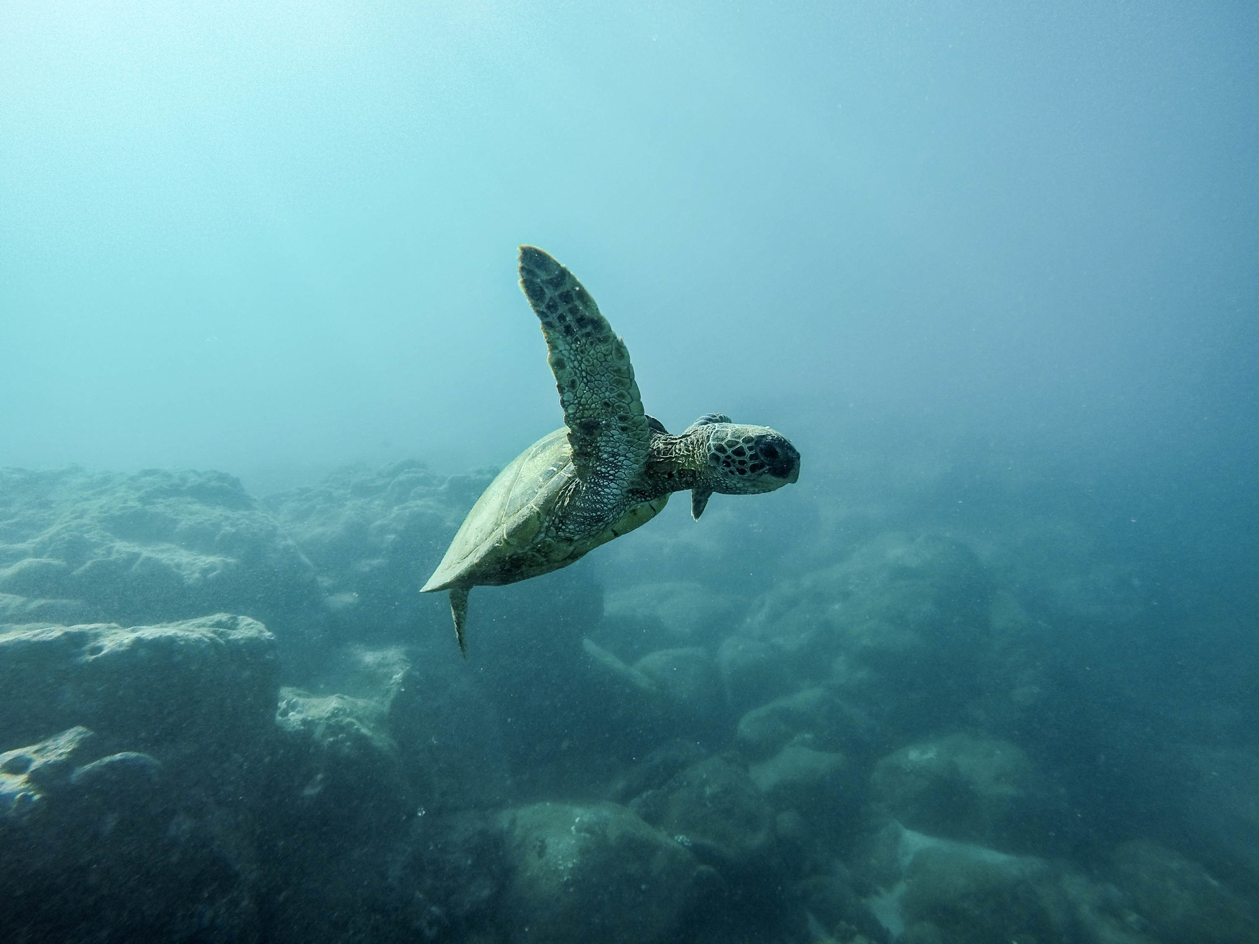 Follow your purpose, avoid distractions, and you’ll be as happy as this little flipper in a great big ocean of opportunity.