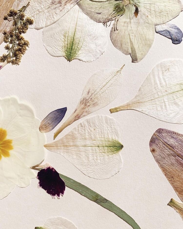 Hello, Petal. An Intro to Flower Pressing…