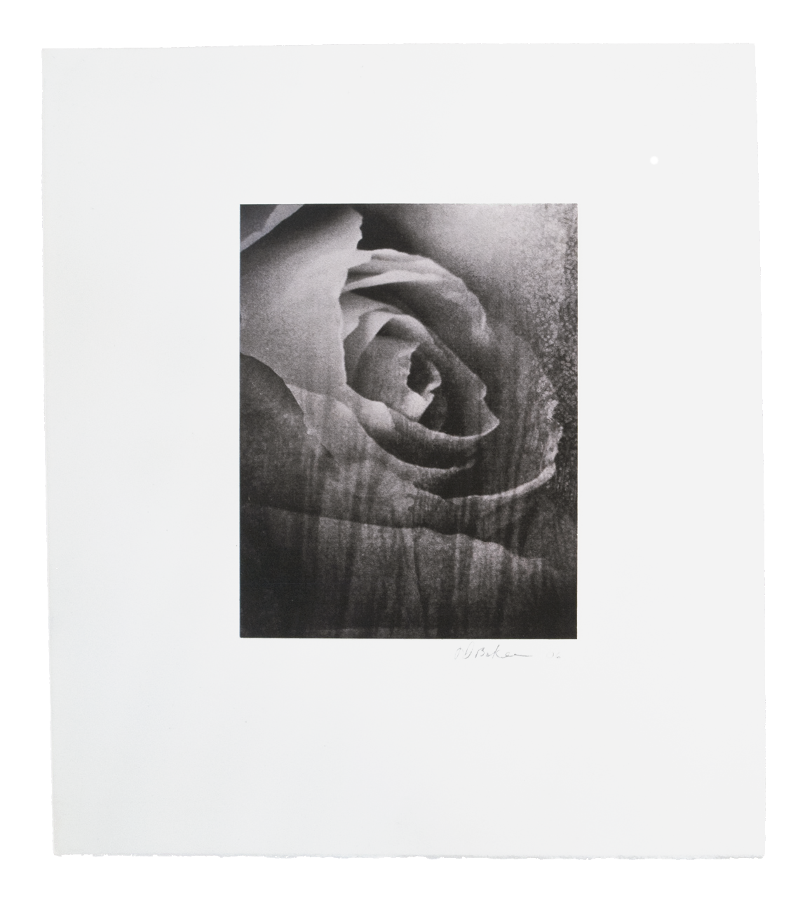   "Drowning Rose"   6" X 7.5" / 12" X 14.5"  chine colle,&nbsp;Inkjet print on Somerset Velvet 