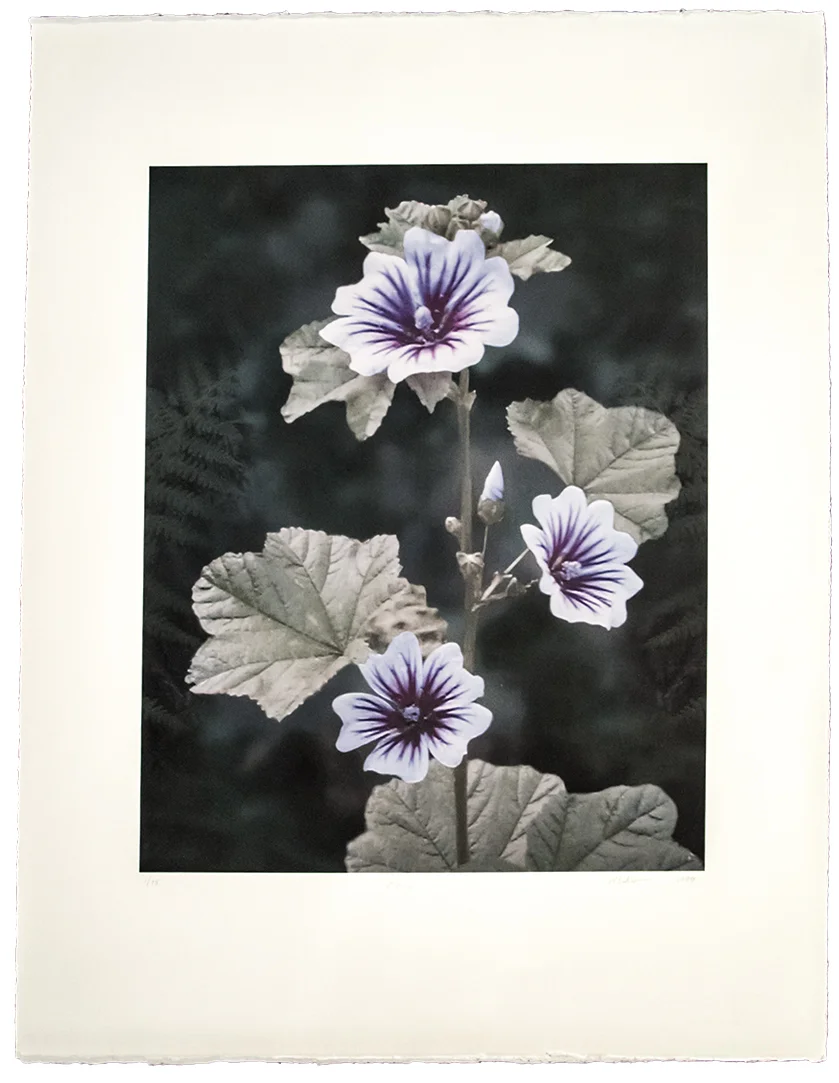 “Poignant Reminder" 11 ⅝” x 13 ½” 17” x 22 ¼" Archival inkjet on Somerset Velvet edition of 16