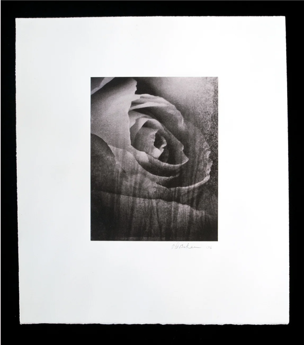 Drowning-Rose.jpg
