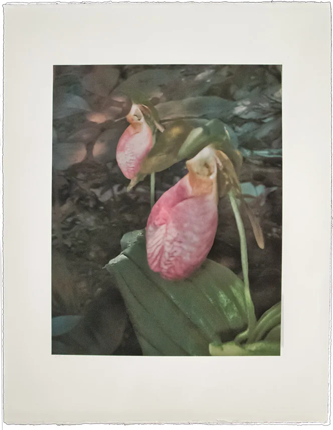  “Ladies"  11 ⅝” x 13 ½” 17” x 22 ¼"  Archival inkjet on Somerset Velvet edition of 16 