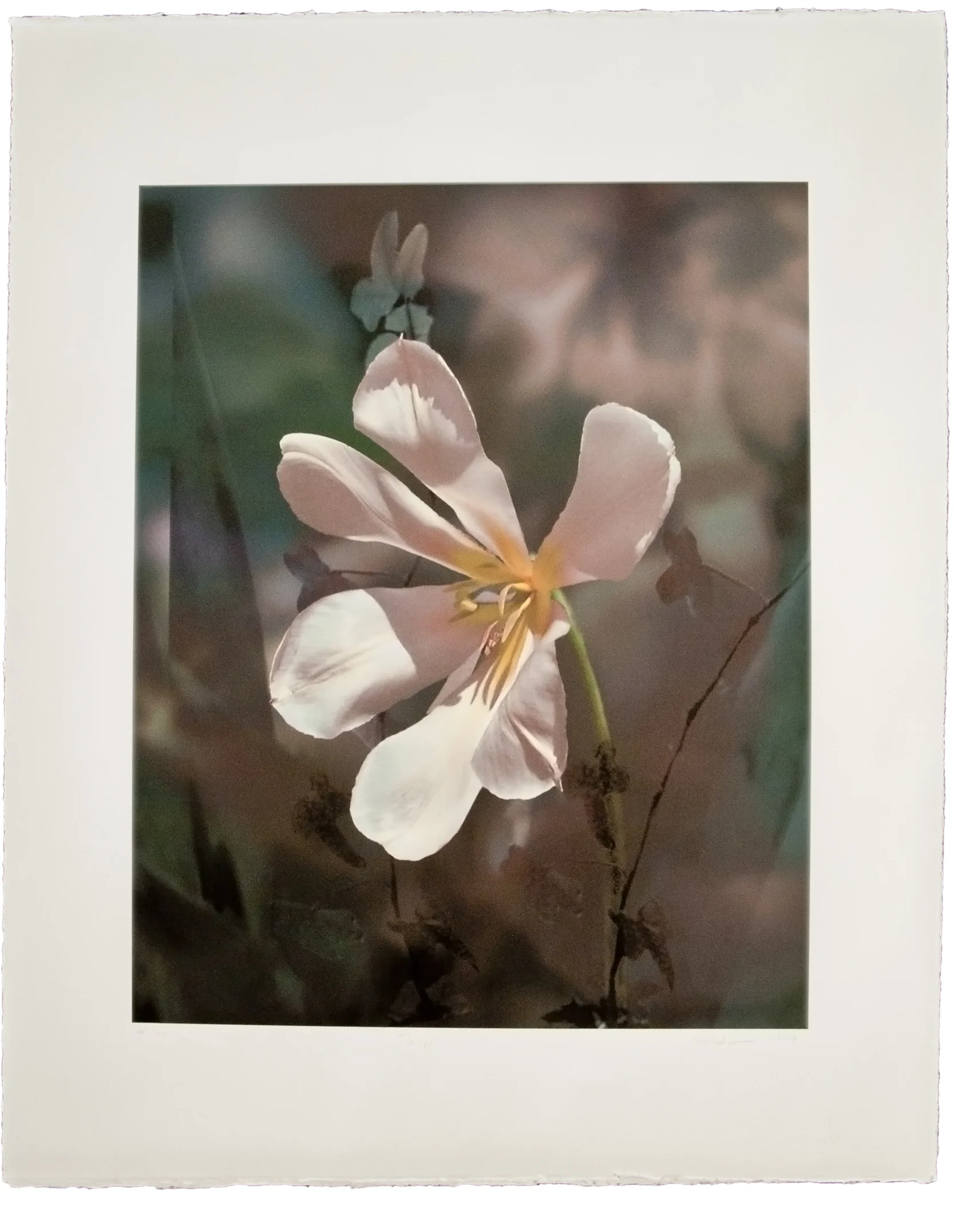 “Tulip Gone By"  11 ⅝” x 13 ½” 17” x 22 ¼"  Archival inkjet on Somerset Velvet edition of 16 