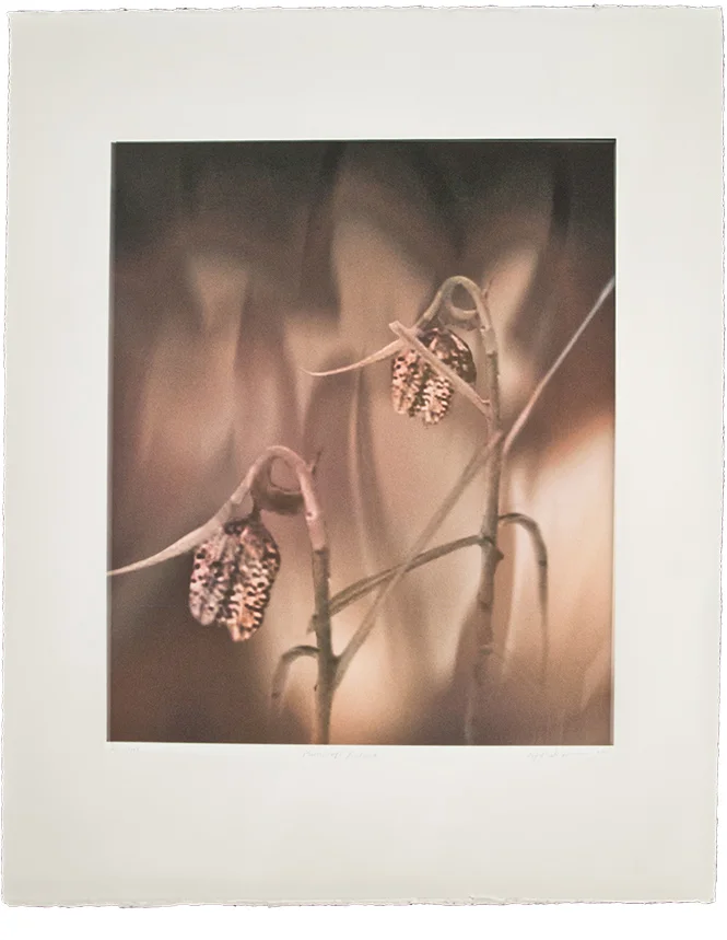  11 ⅝” x 13 ½” 17” x 22 ¼"  Archival inkjet on Somerset Velvet edition of 16 