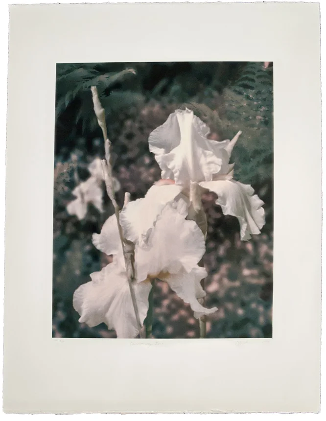 11 ⅝” x 13 ½” 17” x 22 ¼" Archival inkjet on Somerset Velvet edition of 16