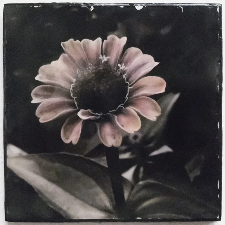  Wetplate image transfer on prepared aluminum (Cinefoil) substrate  SOLD 