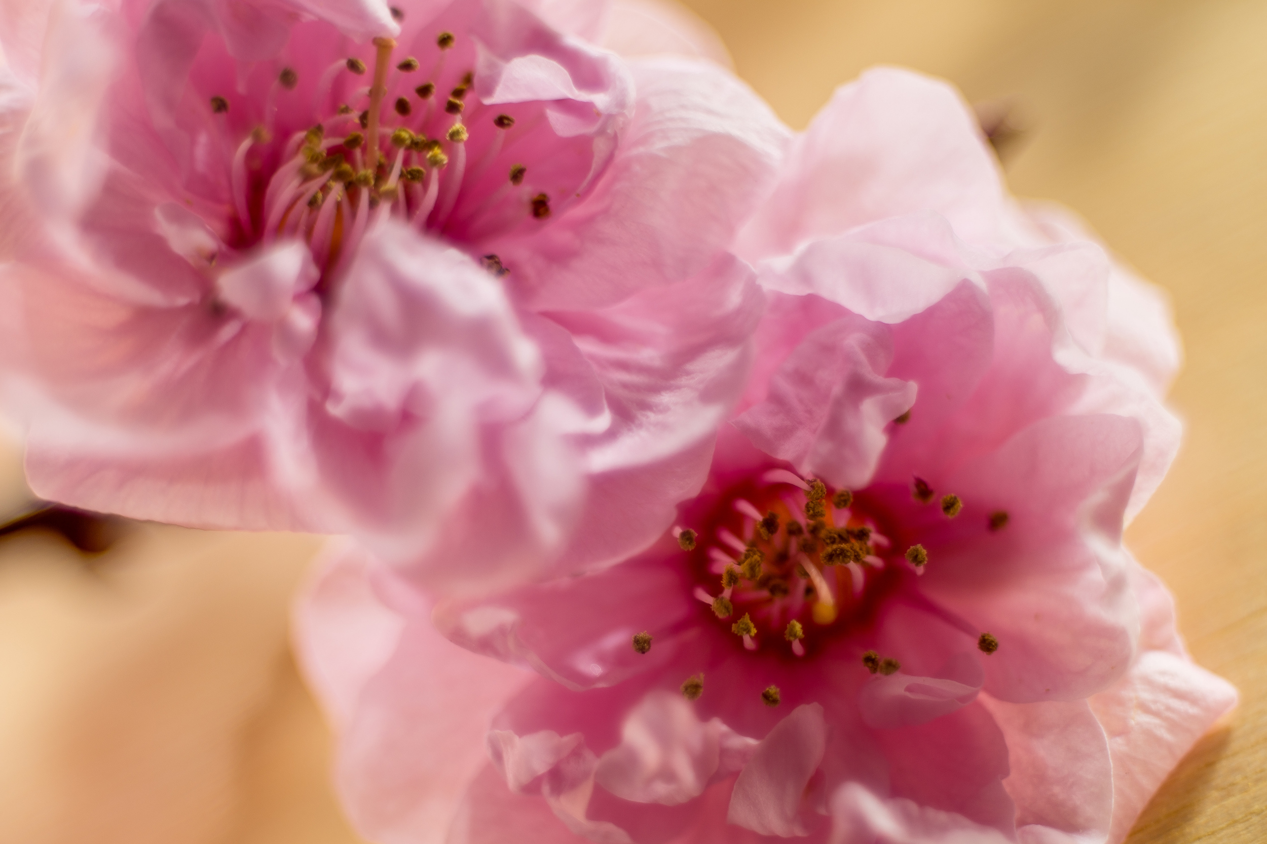 Apple Blossoms