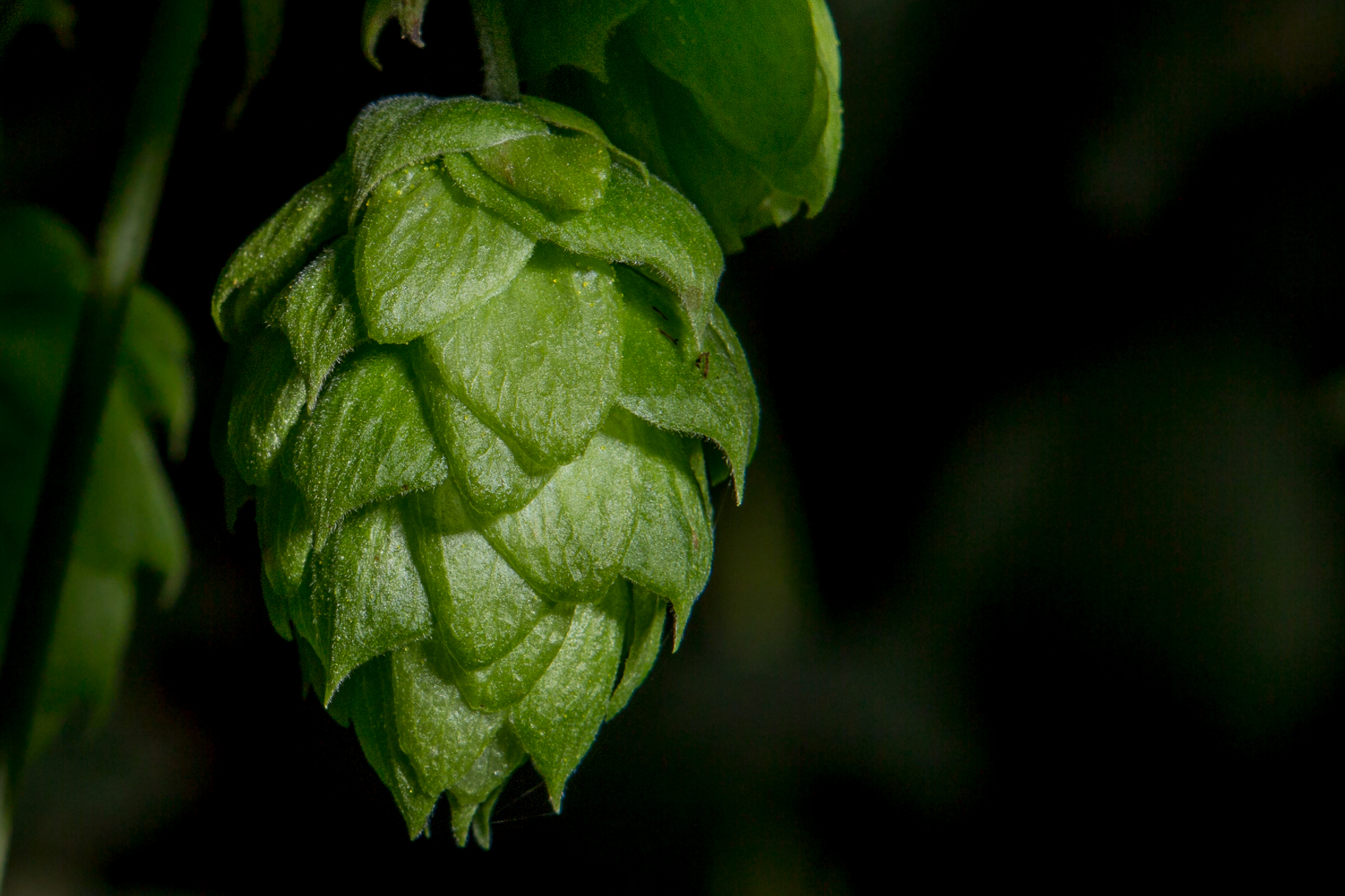 Hop Flower