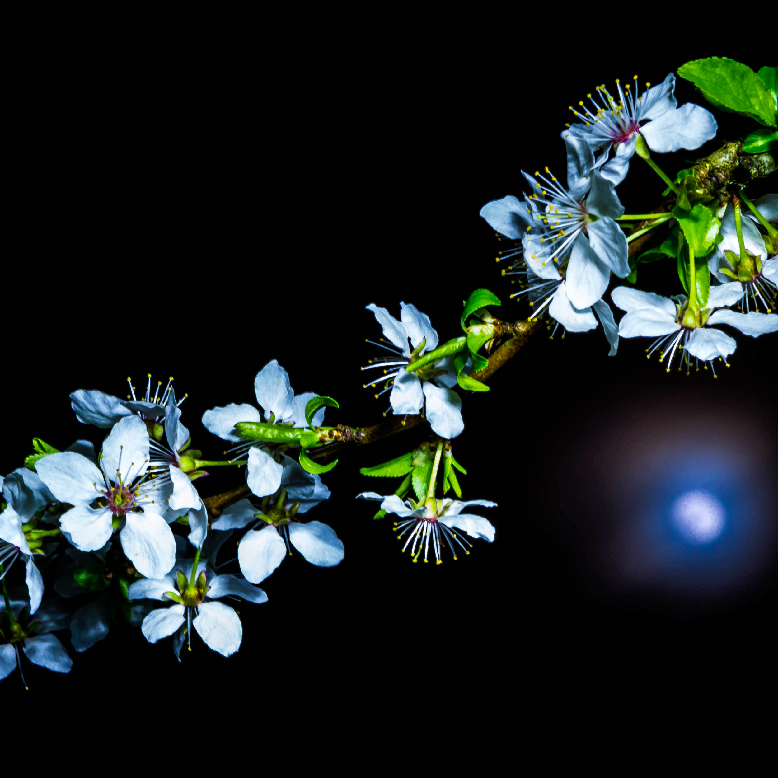 Plum Blossoms and Moon