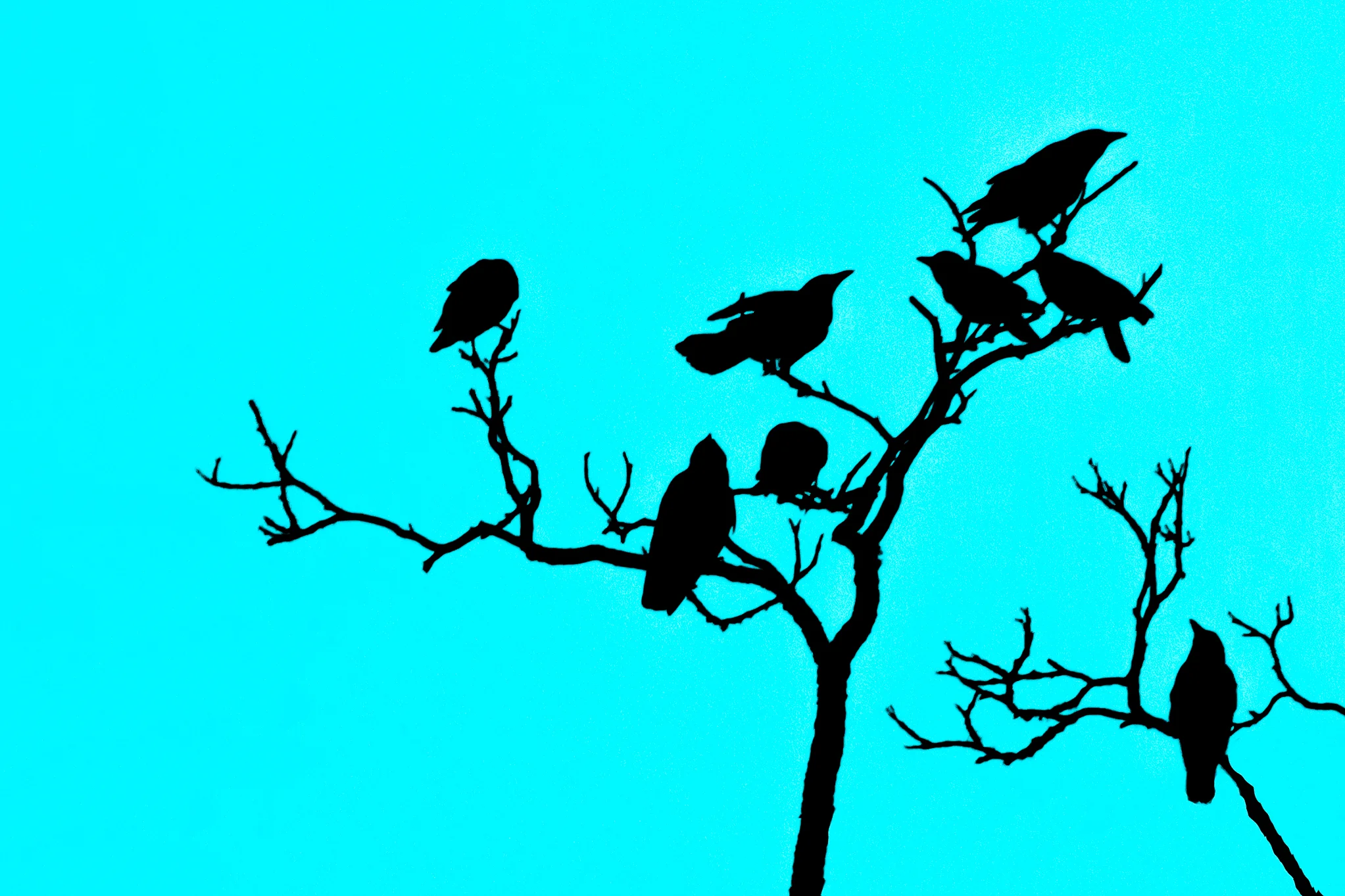 Crows.jpg