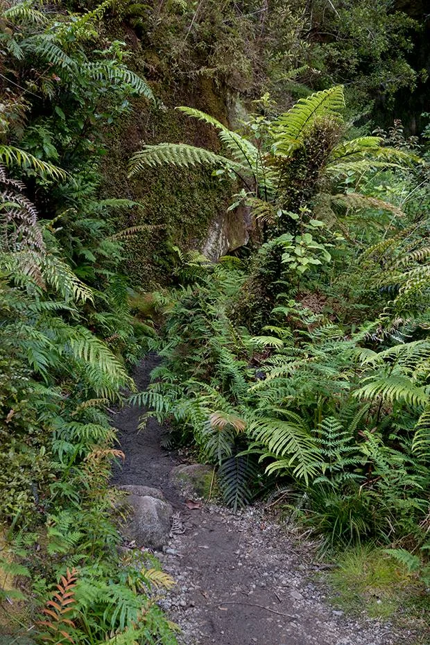 path.jpg