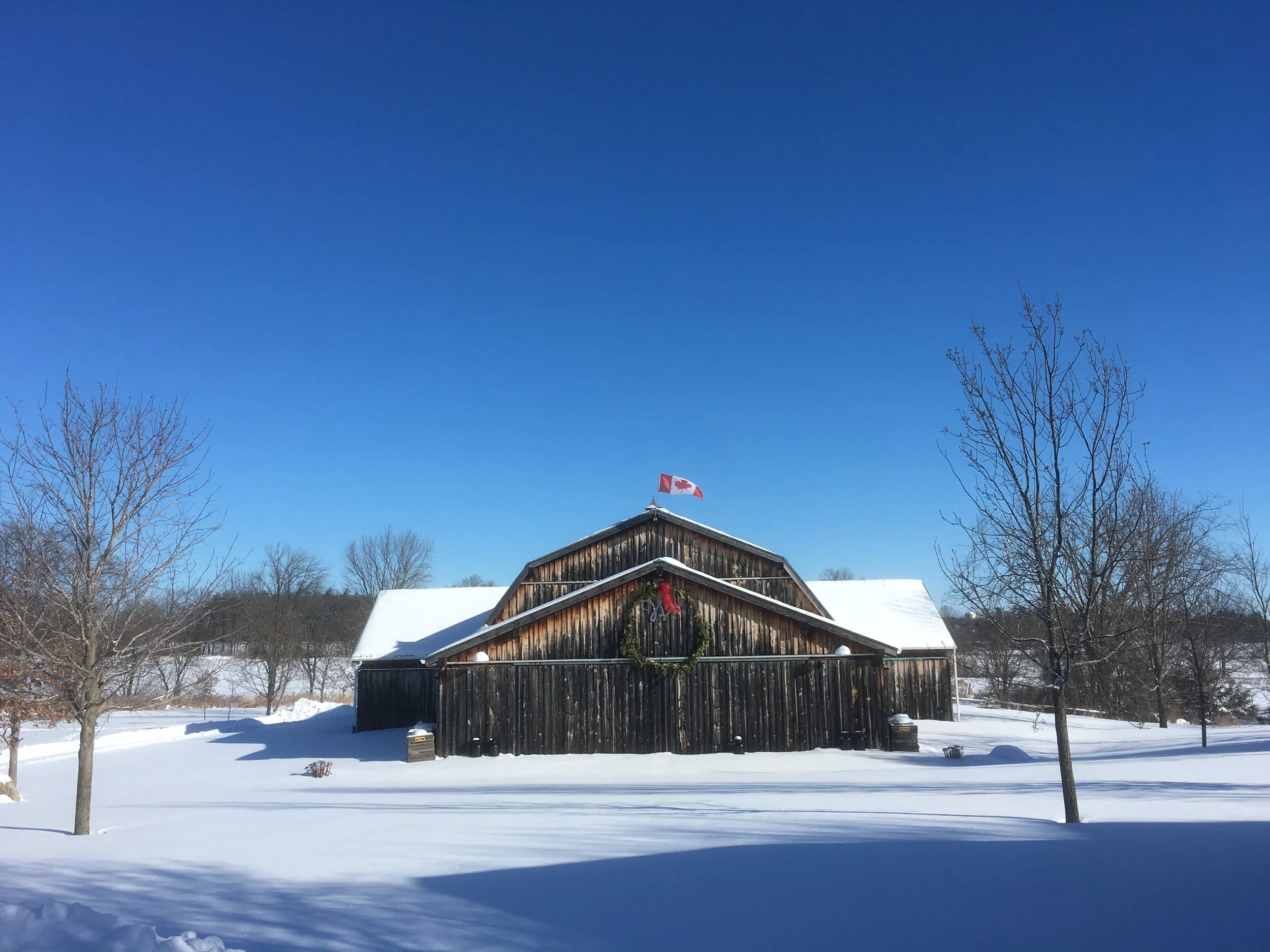 Missing Turkeys, Music &amp; Light