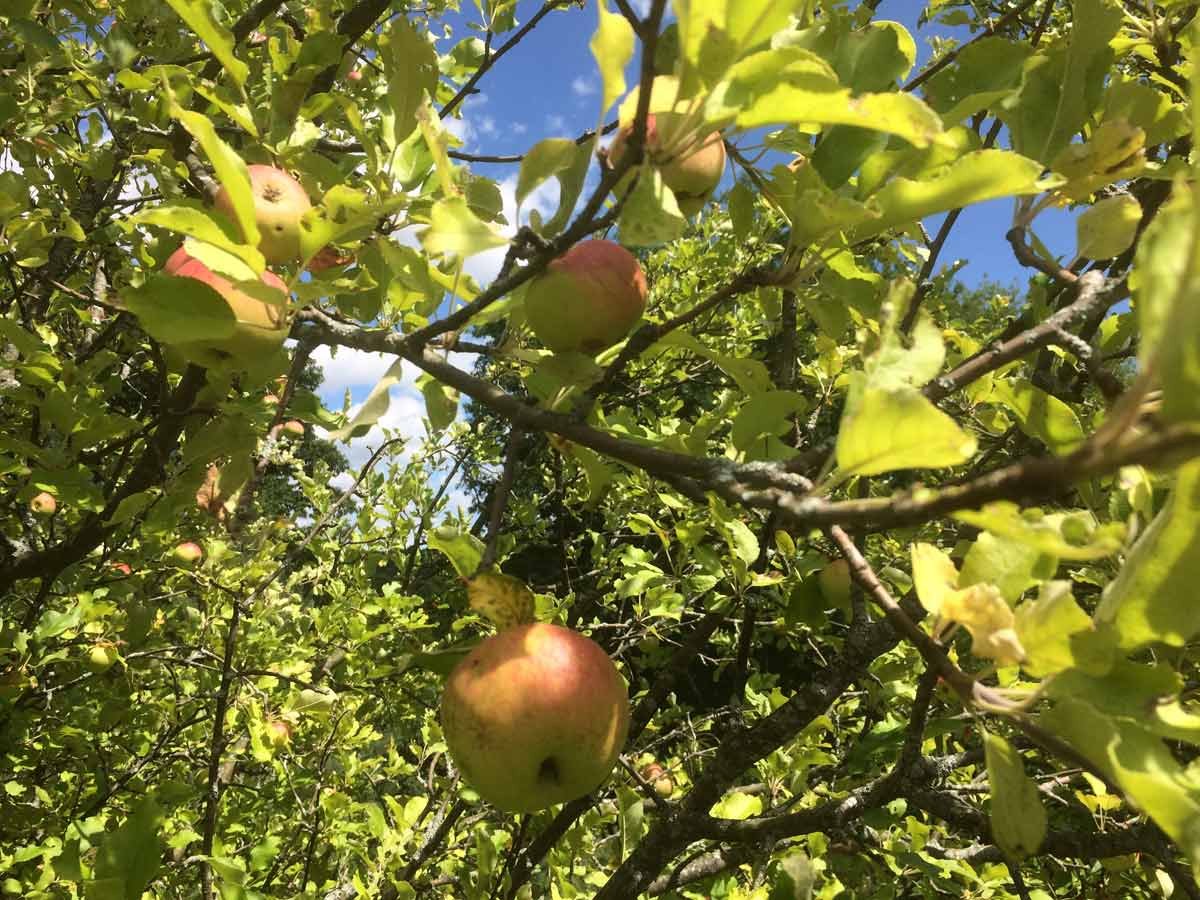 6-Apple-Trees-on-the-Back-Ridge-web.jpeg