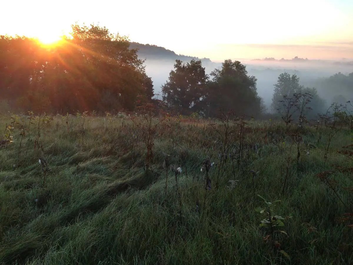 meadows-with-mist-web.jpeg