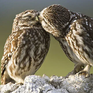 Transform fights into beautiful intimate encounters