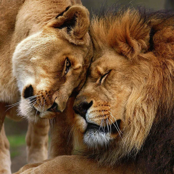 Inspire breathtakingly vibrant adoration