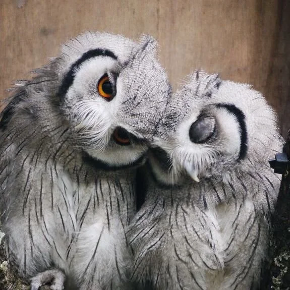 Radically uplevel all snugglings