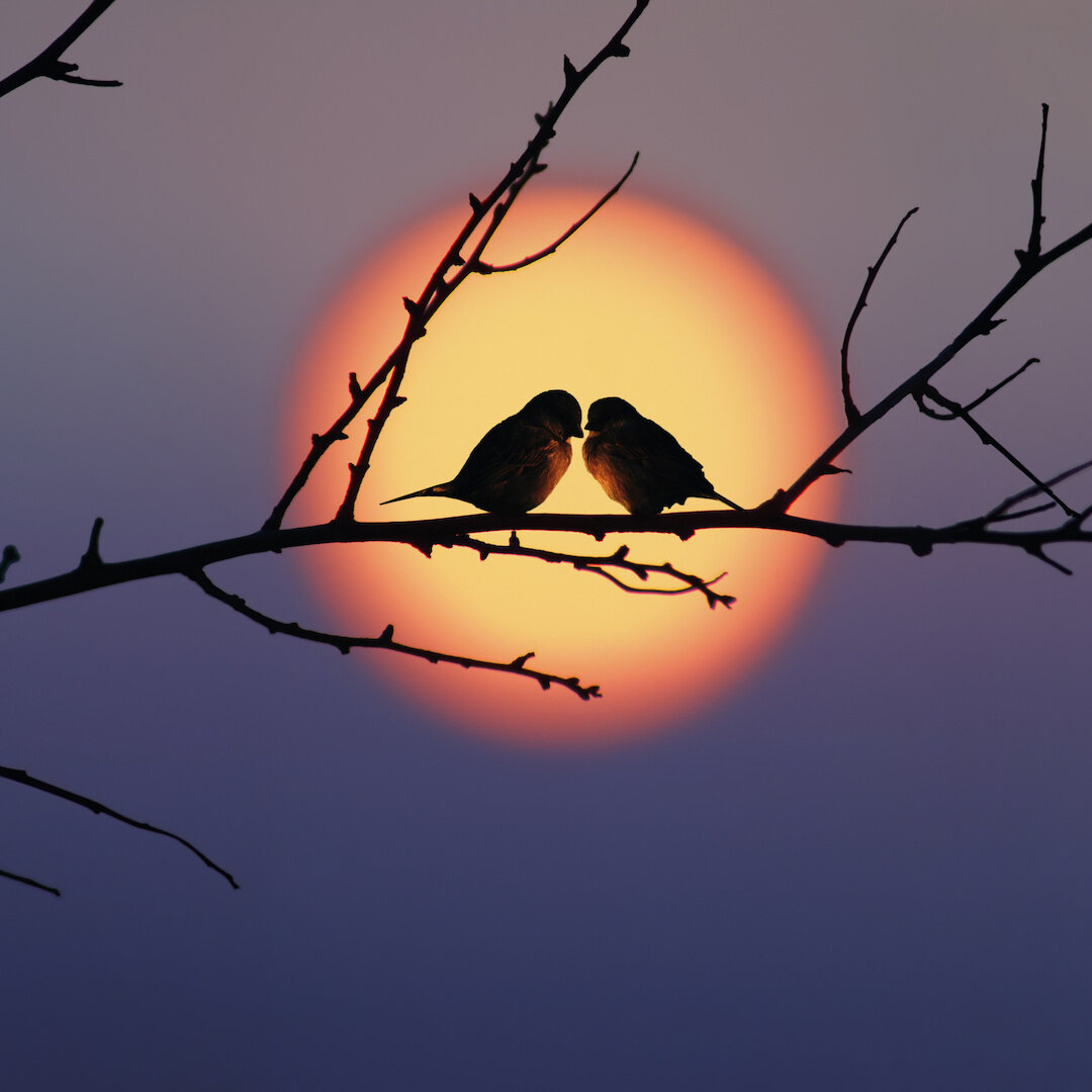 love-birds-sunset.jpeg