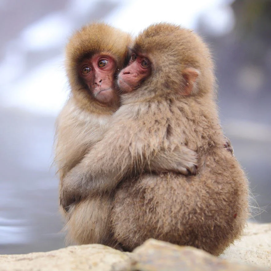 love-monkeys.jpg