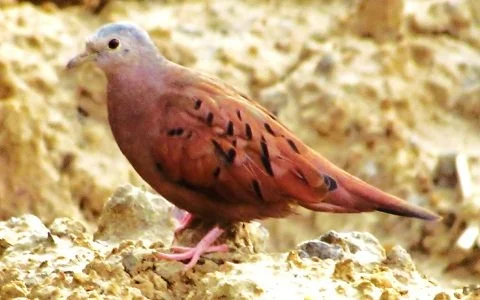 8Colombe-rousse-Columbina-talpacoti-Ruddy-Ground-Dove.jpg