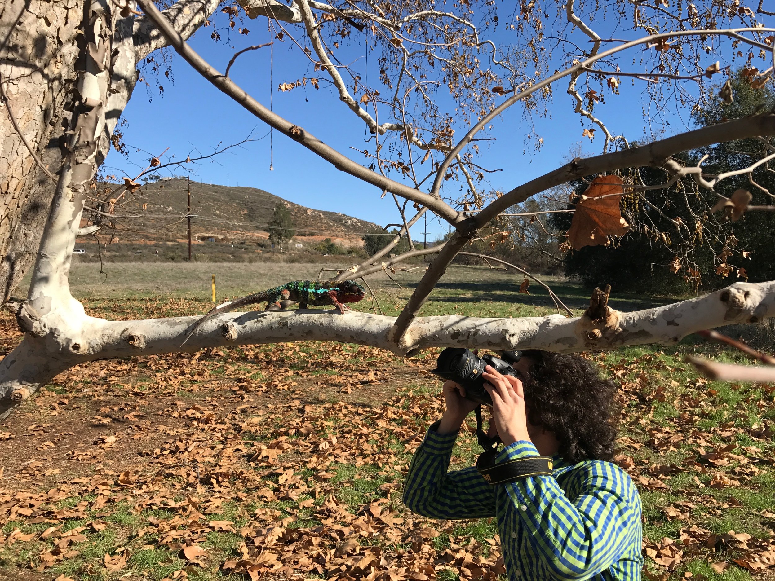 Zovargo Senior photographer capturing our chameleon